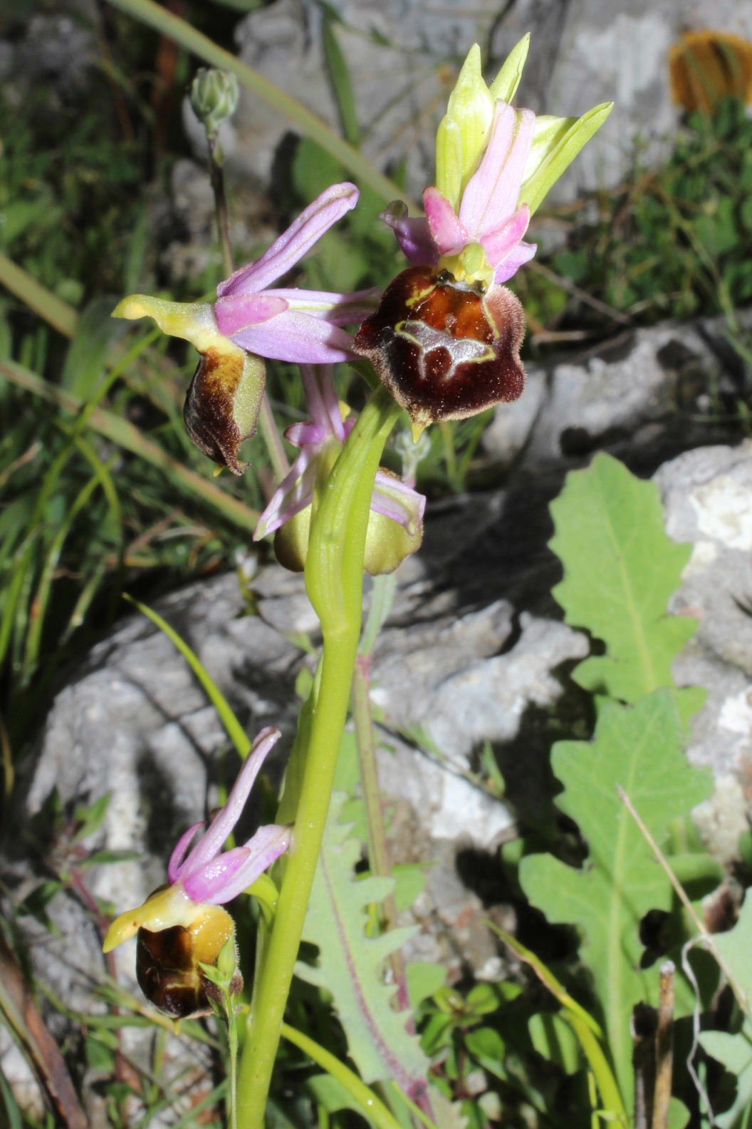 Orchidee dal promontorio del Gargano